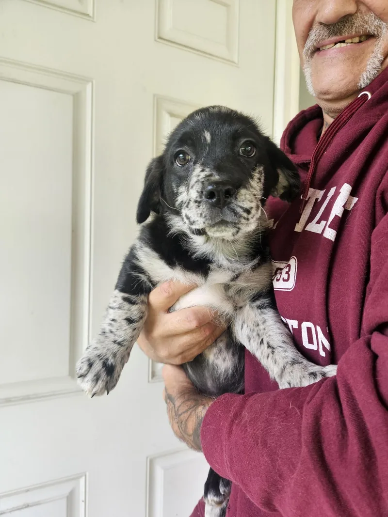 A baby medium-sized female Terrier dog named Puppies  Blizzy for adoption in Longview, WA