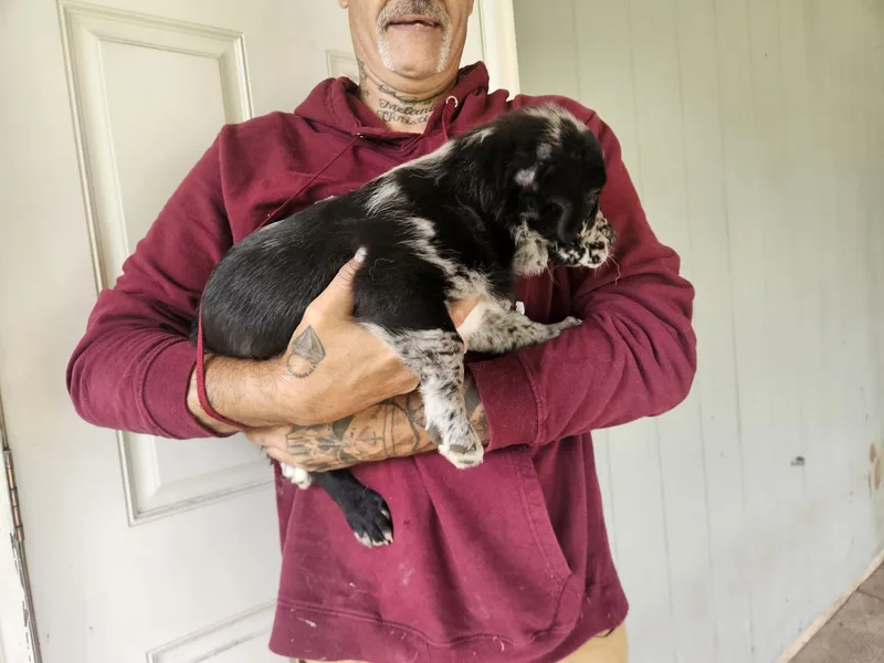 Puppies  Blizzy thumbnail 2