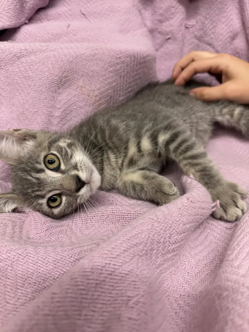 A young small-sized female Tabby (Gray / Blue / Silver) Domestic Short Hair cat named Bunny for adoption in Oakdale, CA