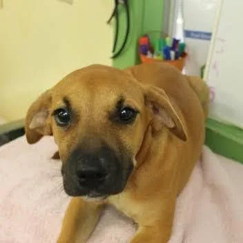 A baby large-sized female Mixed Breed dog named Eggo for adoption in Munster, IN