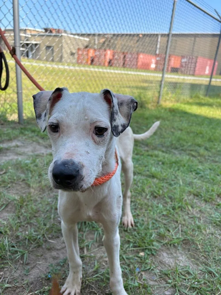 An adult small-sized male White / Cream Mixed Breed dog named Wringley for adoption in Winnsboro, SC