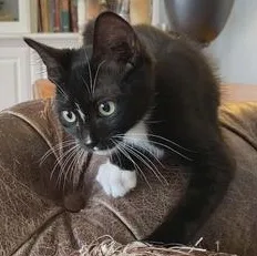 A baby medium-sized female Black & White / Tuxedo Domestic Short Hair cat named Golda for adoption in Liverpool, TX