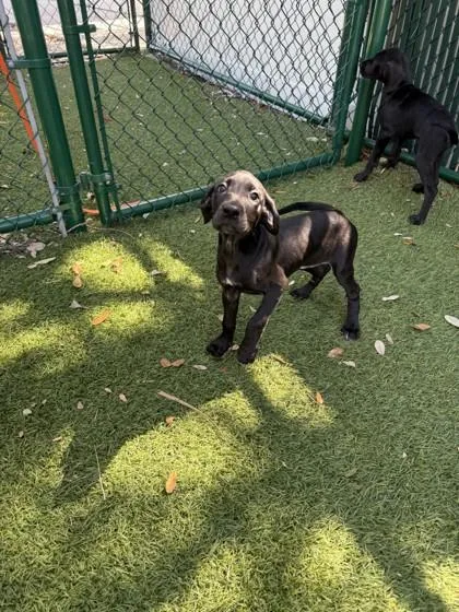 A young small-sized female Great Dane dog named Clancy for adoption in North Miami Beach, FL