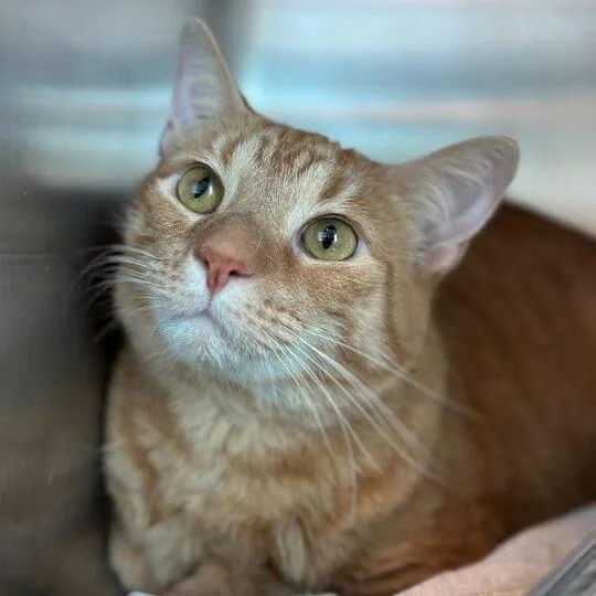 An adult large-sized male Orange / Red Domestic Short Hair cat named Jeffery for adoption in Matteson, IL