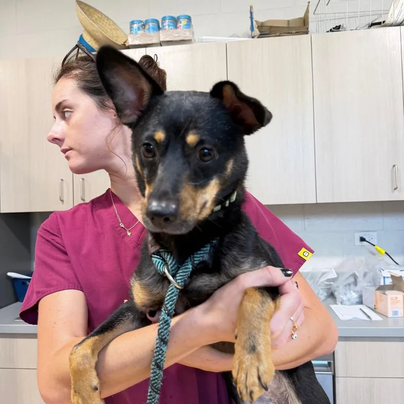 An adult medium-sized female Black Mixed Breed dog named Milagios for adoption in Englewood, FL