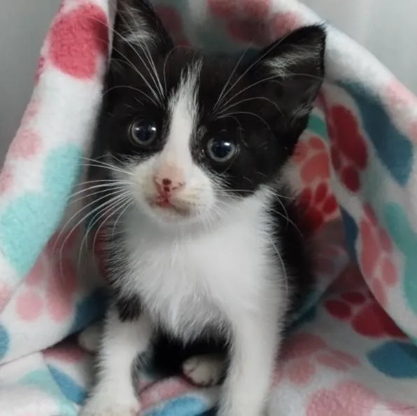 A baby small-sized male Domestic Short Hair cat named Posey for adoption in Alameda, CA