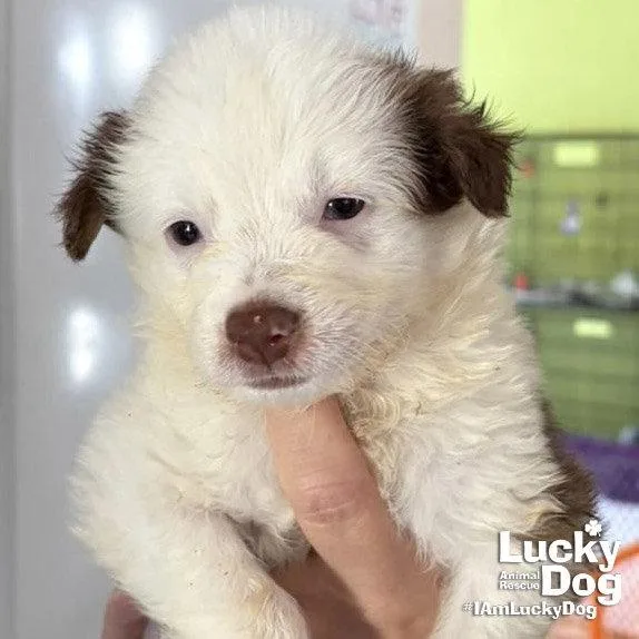 A baby medium-sized male Border Collie dog named Axel for adoption in Washington, DC