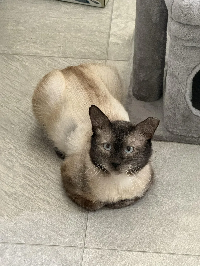 An adult large-sized male Blue Point Domestic Short Hair cat named Neeko for adoption in Seattle, WA
