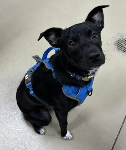 A young small-sized male Chihuahua dog named Tillman for adoption in Wilkesboro, NC