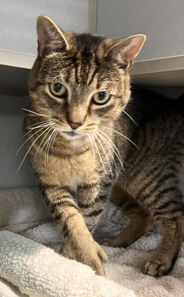 A senior medium-sized male Domestic Short Hair cat named Koko for adoption in St. Ignace, MI