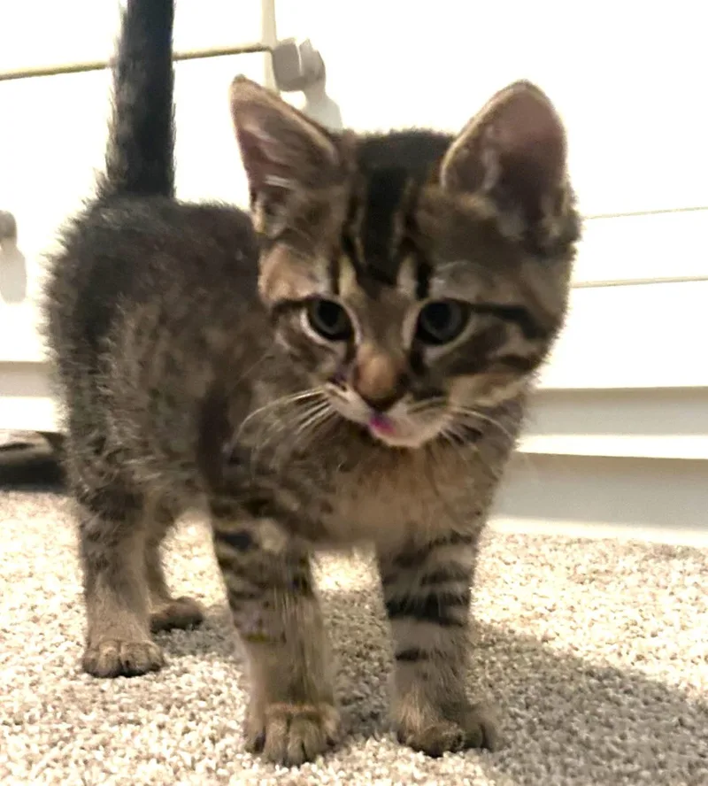A baby medium-sized male Tabby (Gray / Blue / Silver) Domestic Short Hair cat named Picard for adoption in Rossville, TN