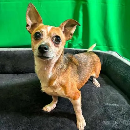 An adult small-sized female Chihuahua dog named Ramona for adoption in Gastonia, NC