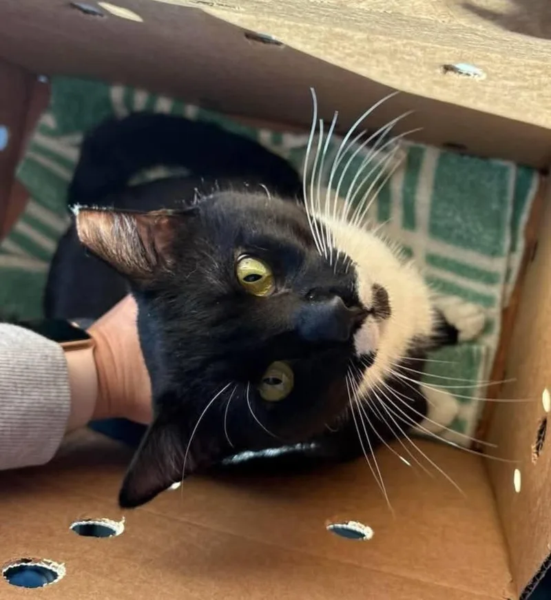 An adult medium-sized male Black & White / Tuxedo Domestic Short Hair cat named Jake for adoption in Ellijay, GA