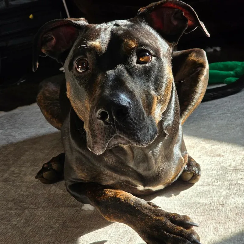 An adult small-sized male Black Doberman Pinscher dog named Woody for adoption in Farmersville, OH