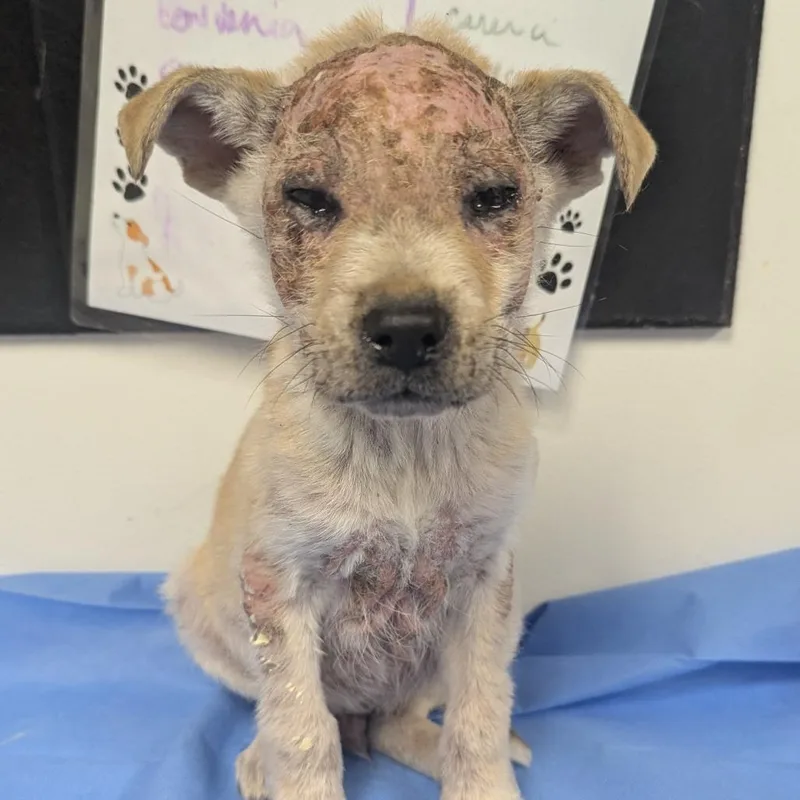 A baby small-sized male White / Cream Husky dog named Spudzy for adoption in Parrish, AL