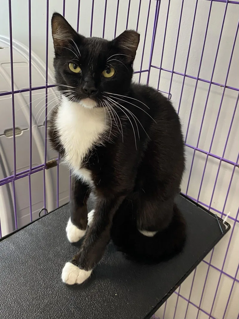 Chip Mcclean thumbnail 2