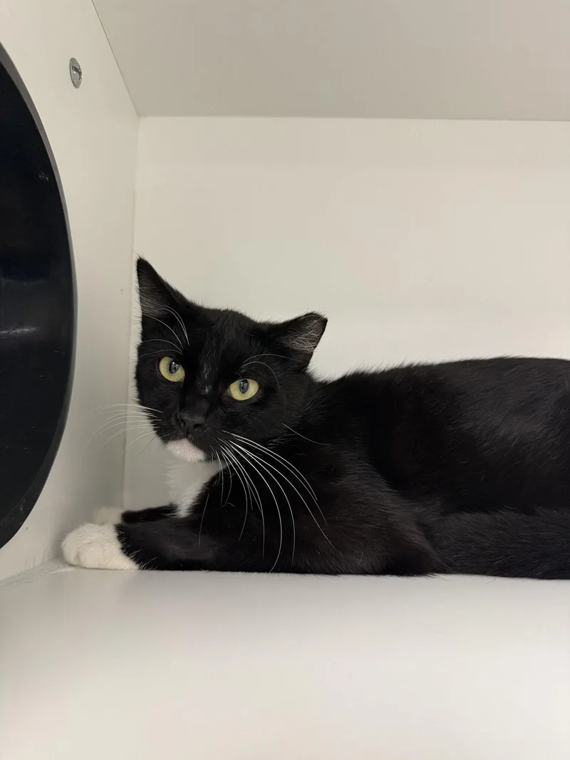 Chip Mcclean thumbnail 3