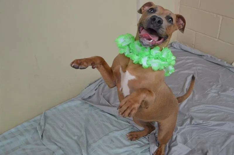 A baby large-sized female Pit Bull Terrier dog named Toasty for adoption in McKinney, TX