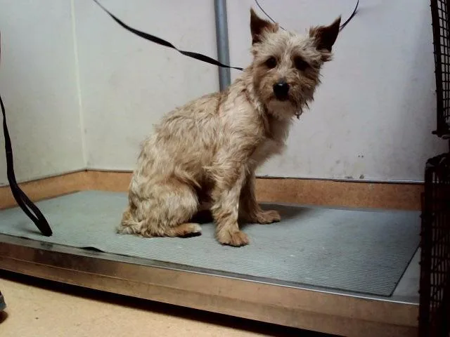An adult small-sized male Terrier dog named Rusty for adoption in Martinez, CA
