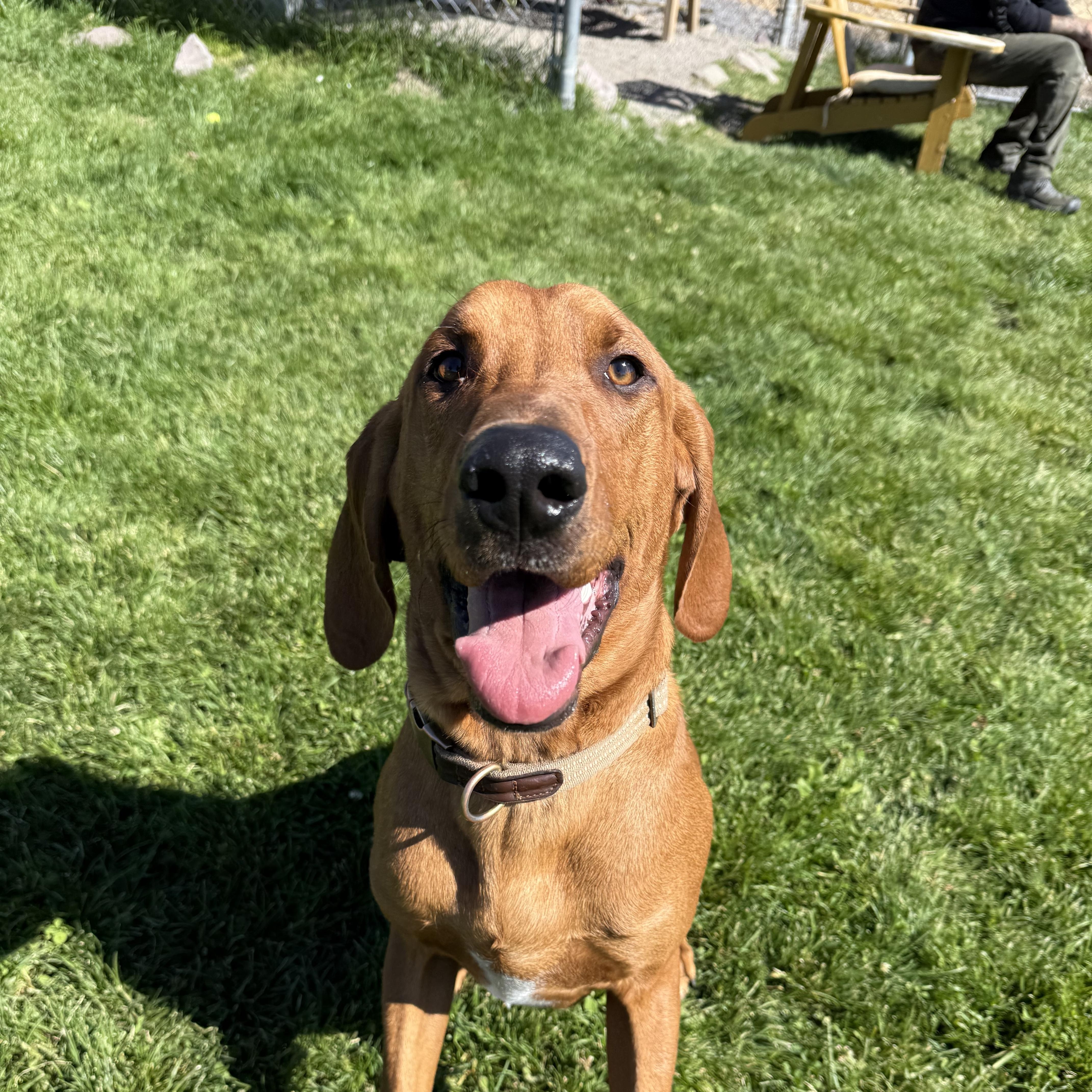 An adult medium-sized male Redbone Coonhound dog named Shiloh for adoption in Prineville, OR