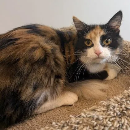 A young medium-sized female Domestic Medium Hair cat named Minnow for adoption in Janesville, WI