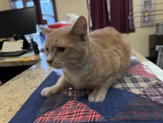 Crunchwrap thumbnail 2