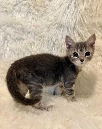 A baby medium-sized female Domestic Short Hair cat named Larry Ann for adoption in Picayune, MS