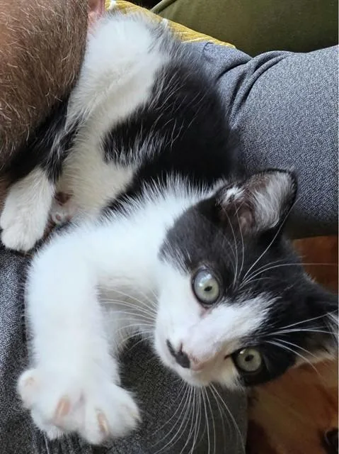 A baby small-sized male Domestic Short Hair cat named Soulja Boy for adoption in Sacramento, CA