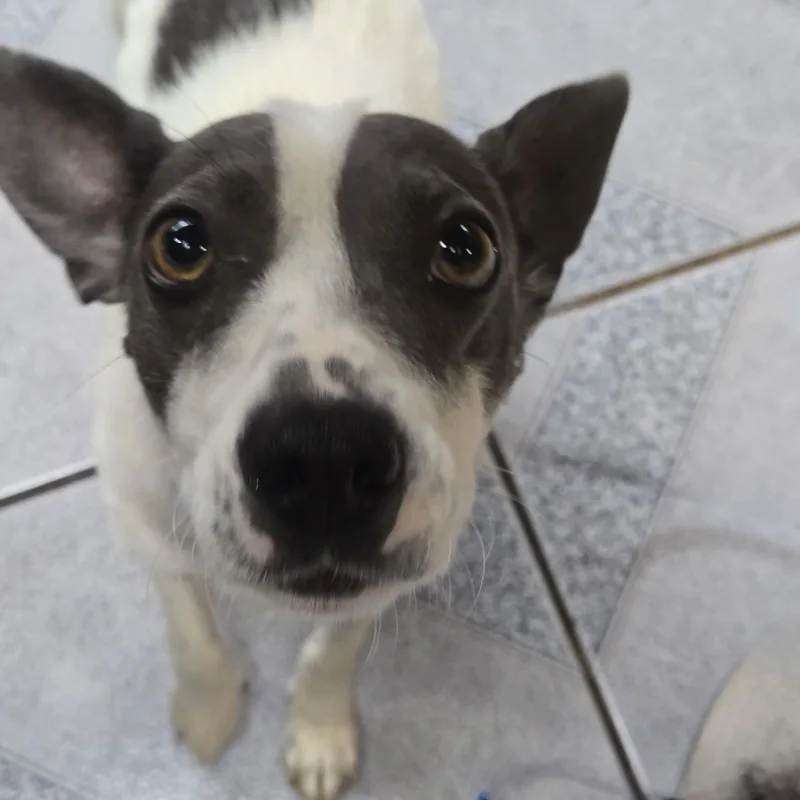 A young small-sized male Gray / Blue / Silver Mixed Breed dog named Squirrel for adoption in Normal, IL