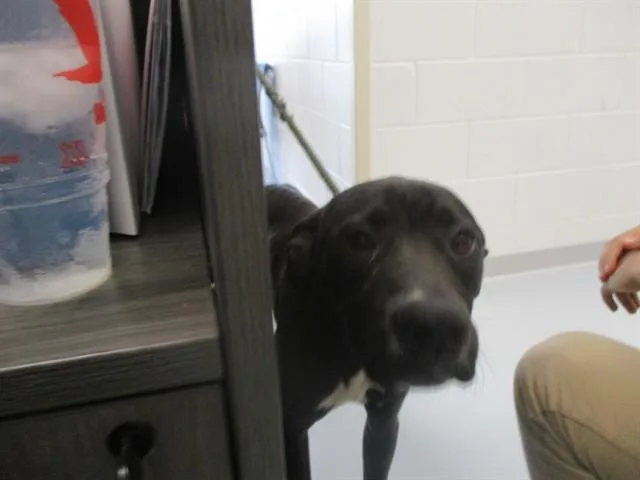 A young large-sized male Labrador Retriever dog named Okapi for adoption in Ocala, FL