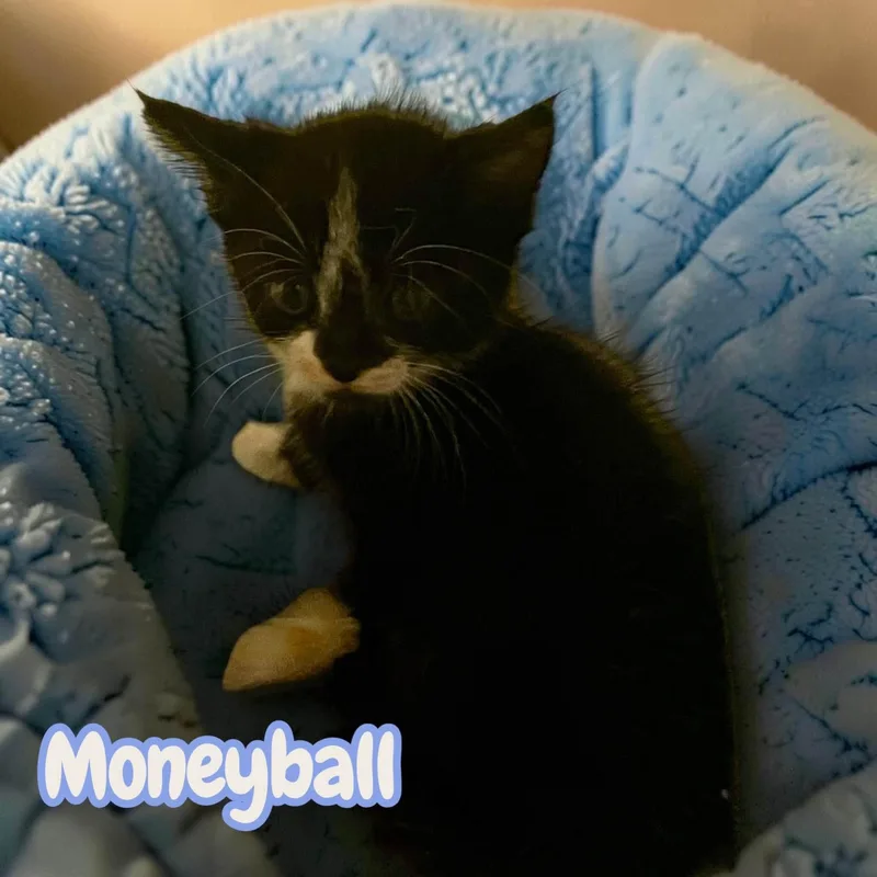 Moneyball & Slugger