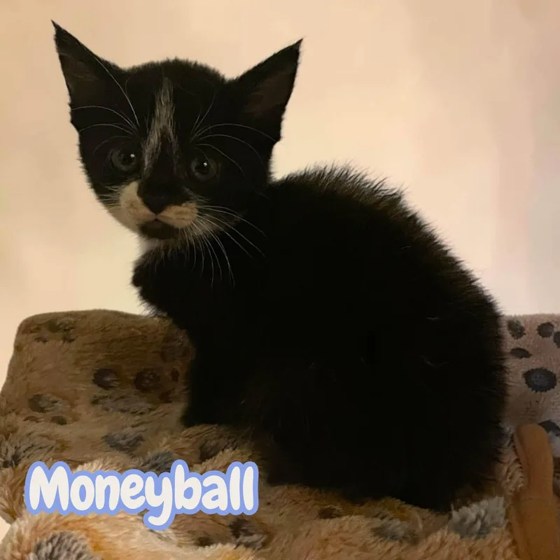 Moneyball & Slugger thumbnail 2
