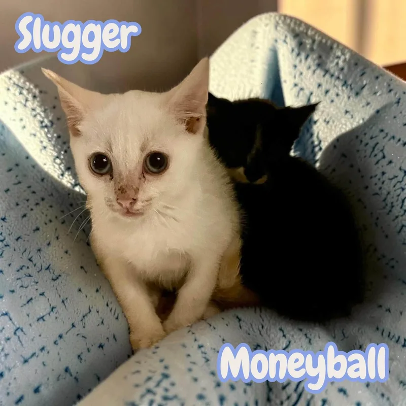 Moneyball & Slugger thumbnail 4