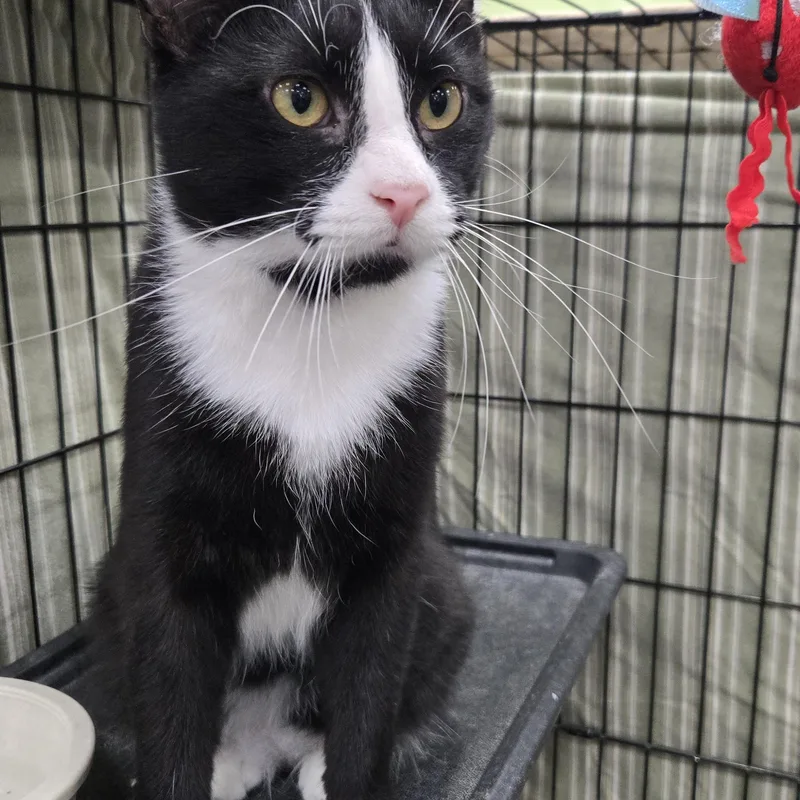 A young medium-sized male Black & White / Tuxedo Domestic Short Hair cat named Poolboy for adoption in Mokena, IL