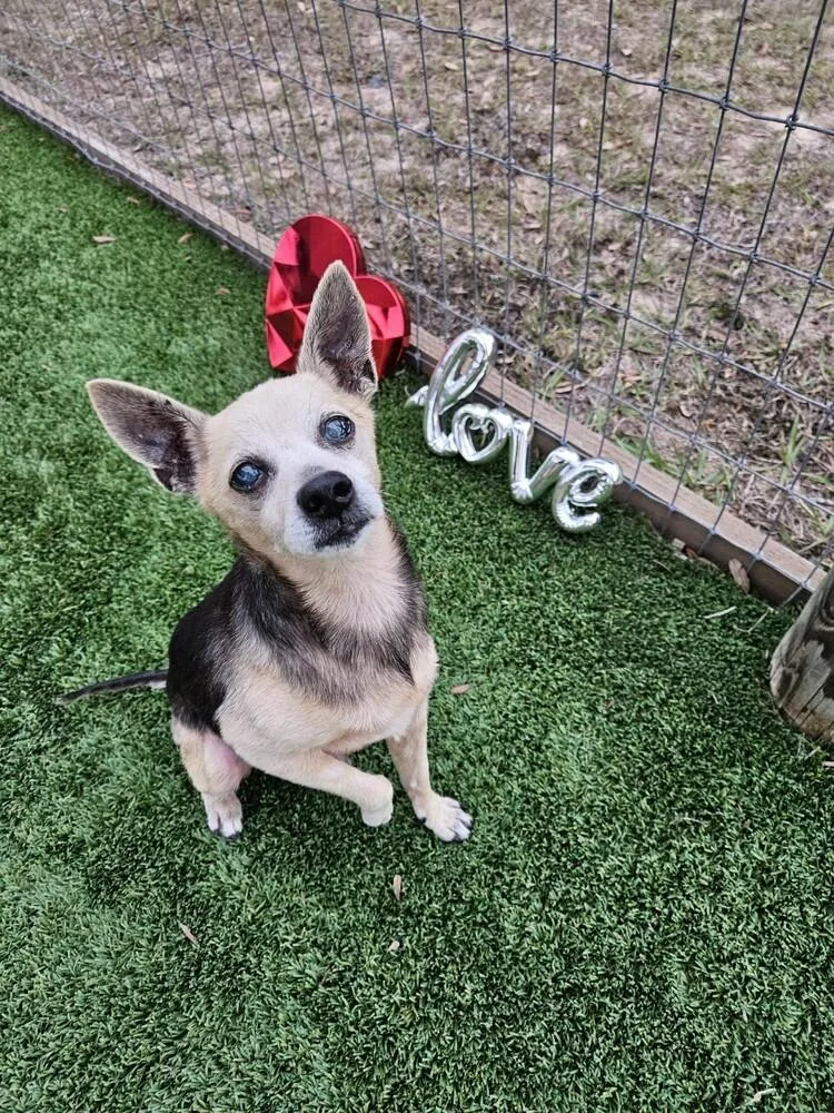 Peanut Butter thumbnail 2