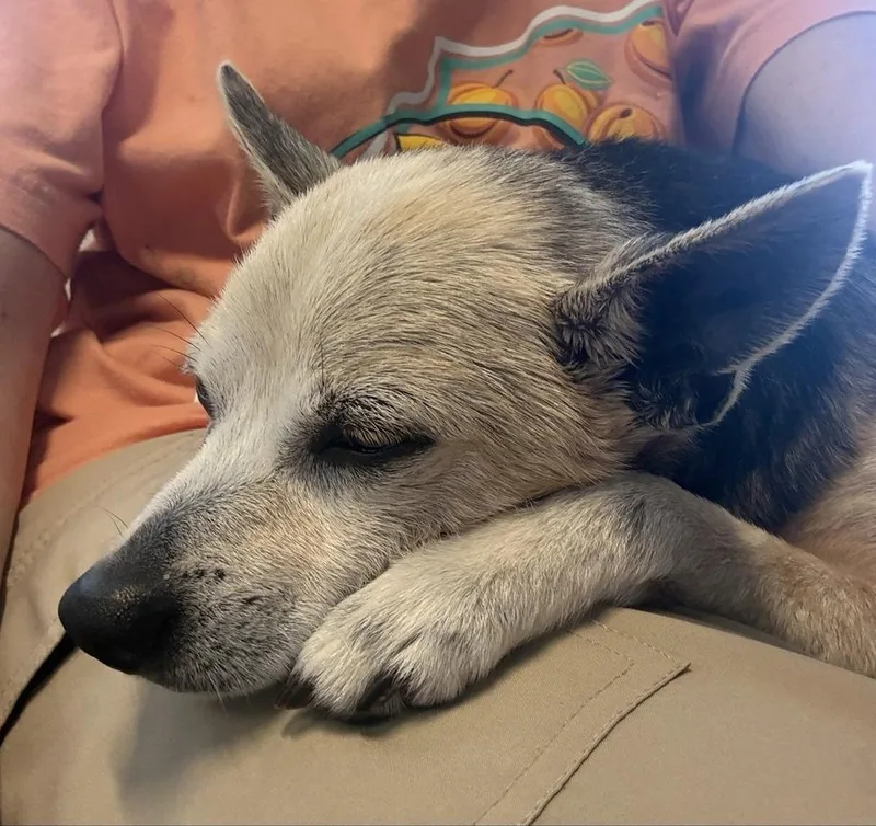 Peanut Butter thumbnail 3