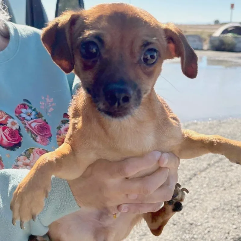 A baby small-sized male Brown / Chocolate Chihuahua dog named Ravioli for adoption in Reno, NV