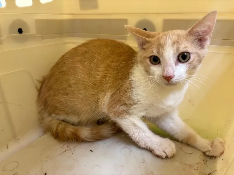 A baby small-sized male Domestic Short Hair cat named Jinx for adoption in Crossville, TN