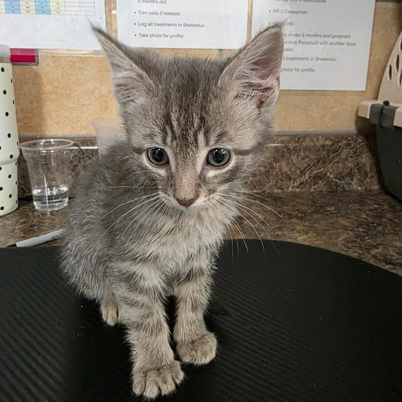 A baby small-sized male Gray / Blue / Silver Domestic Medium Hair cat named Gloom for adoption in Eureka Springs, AR