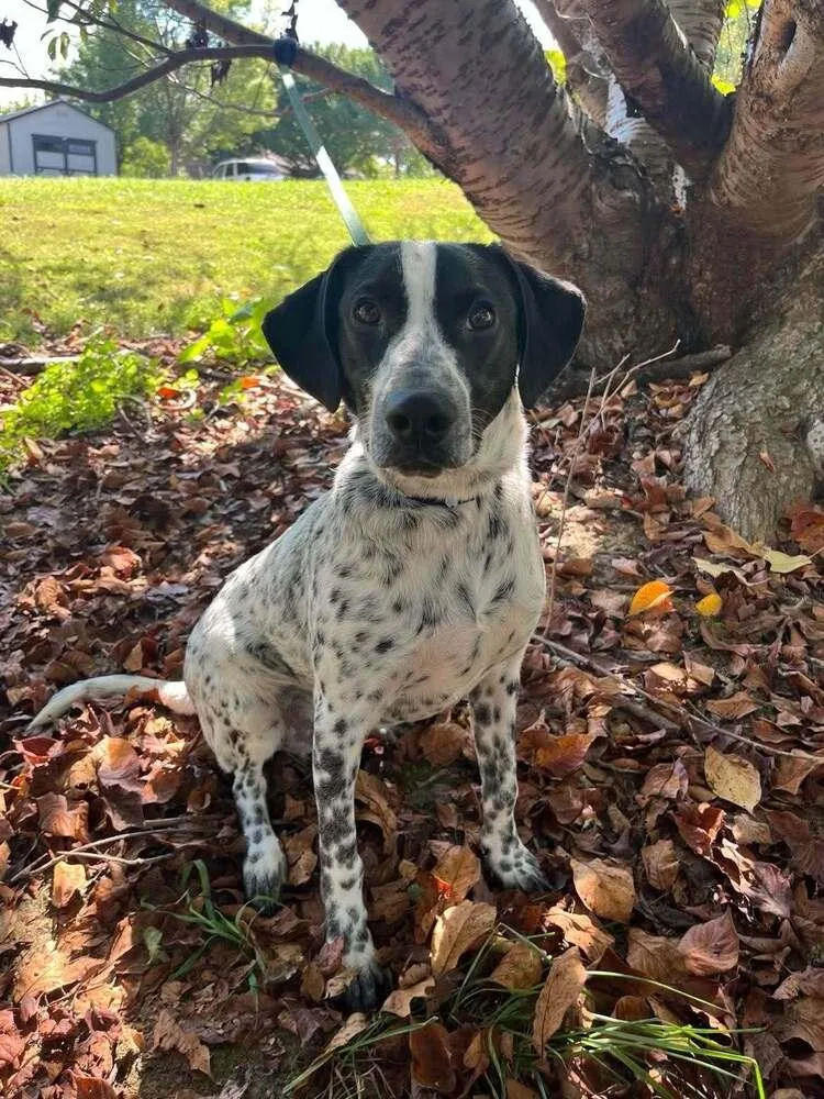 A baby medium-sized male Terrier dog named Axel for adoption in Candler, NC