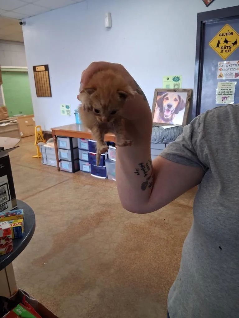 A baby small-sized male Domestic Medium Hair cat named Moo for adoption in Brownwood, TX