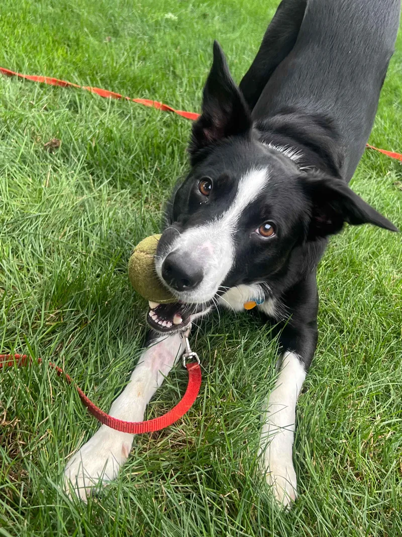 Pickles thumbnail 2