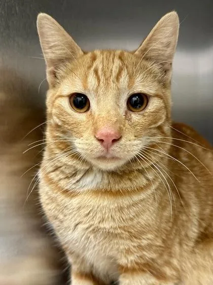 A young medium-sized male Orange / Red Domestic Short Hair cat named George for adoption in Wichita, KS