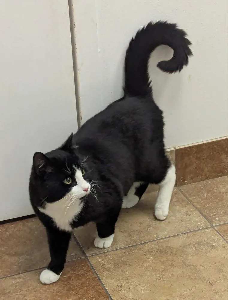 An adult medium-sized male Domestic Short Hair cat named Ferb for adoption in South Bend, IN