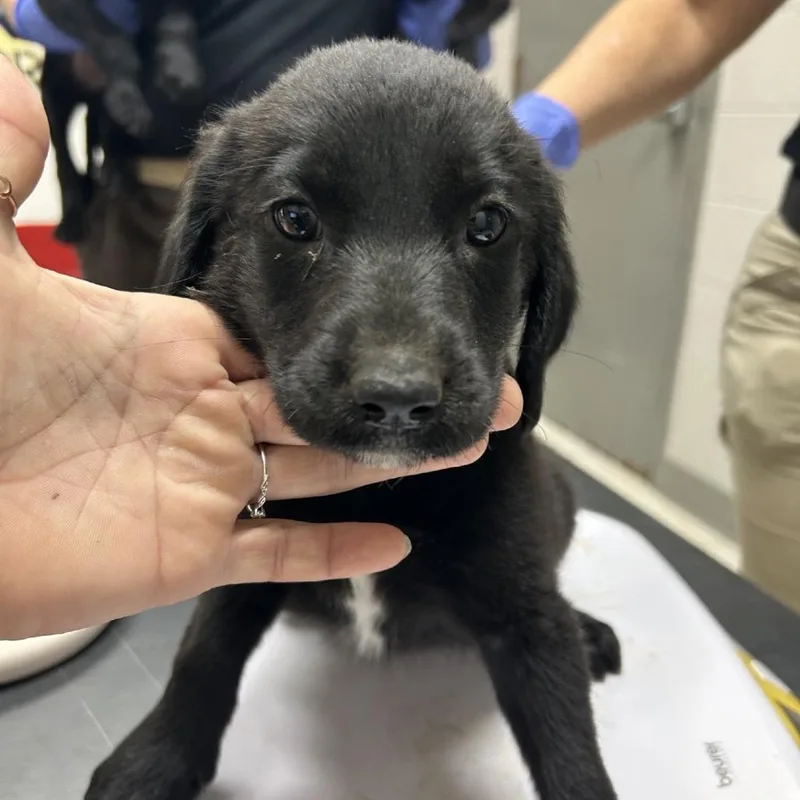 A baby small-sized female Black Wire Fox Terrier dog named Alfie for adoption in Lufkin, TX