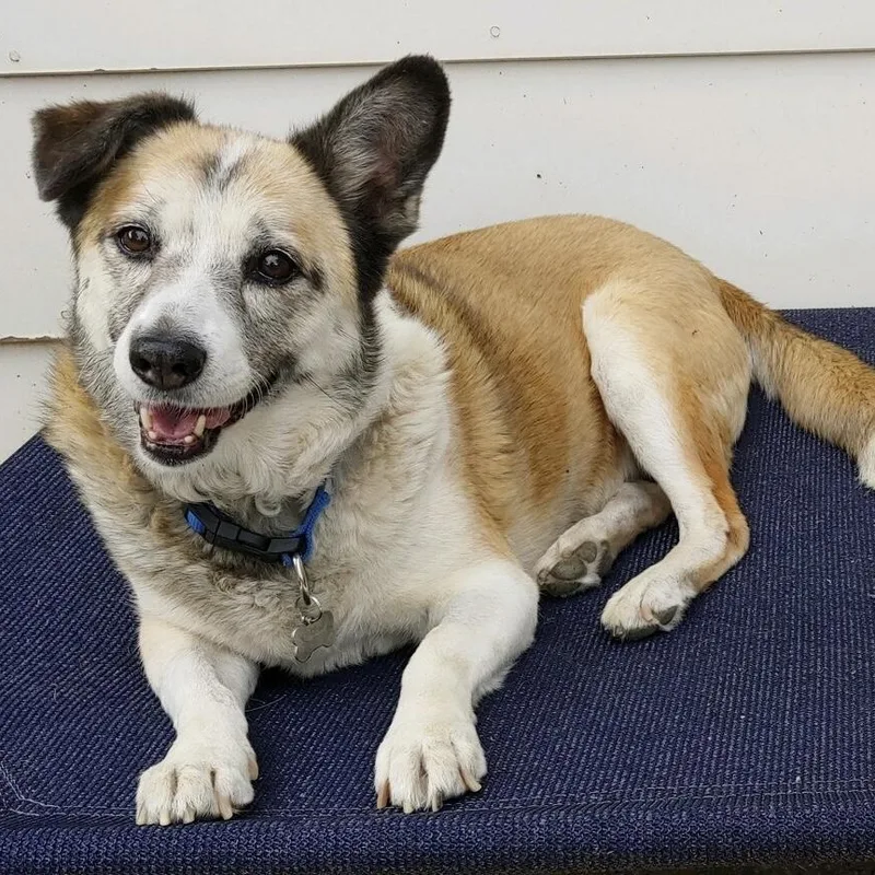 A senior medium-sized female White / Cream Australian Shepherd dog named Lucy in Colorado for adoption in Cumberland, ME