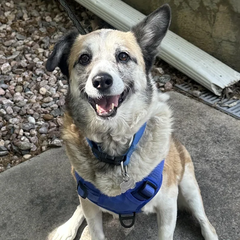 Lucy in Colorado thumbnail 2