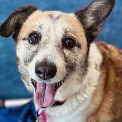 Lucy in Colorado thumbnail 3