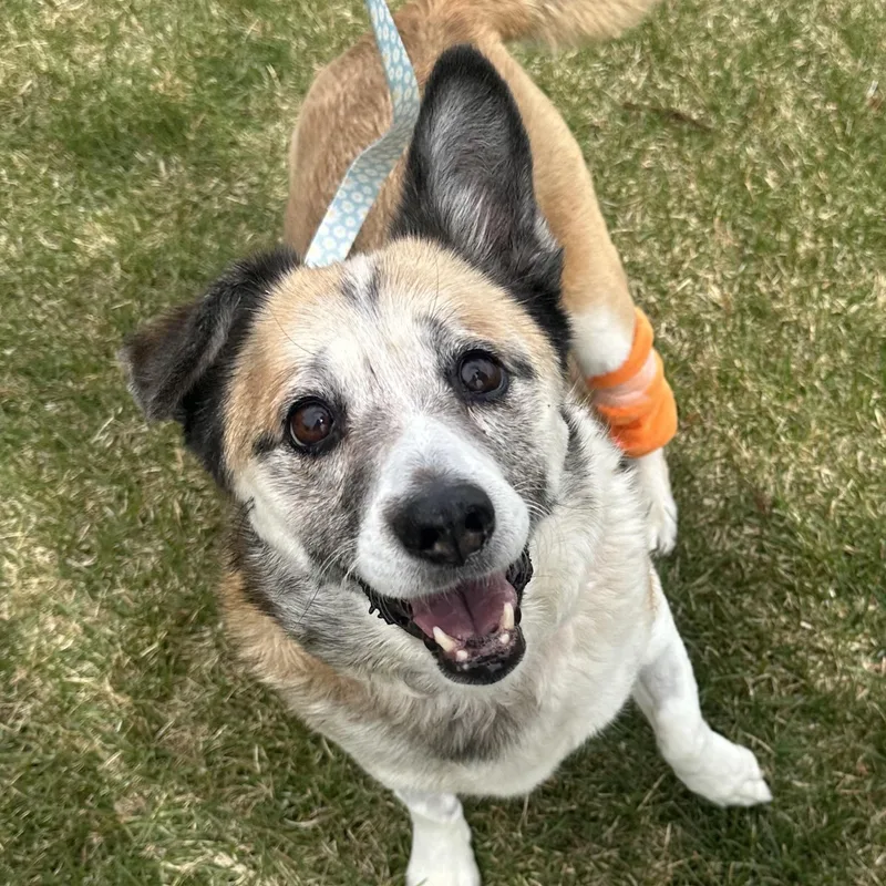 Lucy in Colorado thumbnail 4