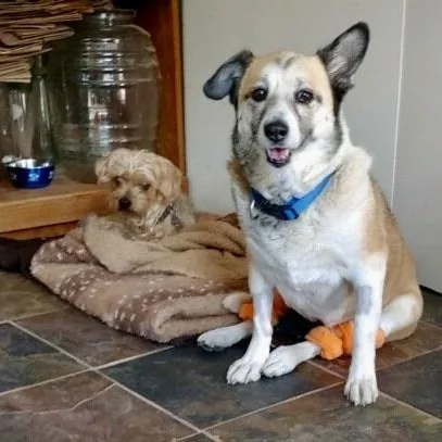 Lucy in Colorado thumbnail 5